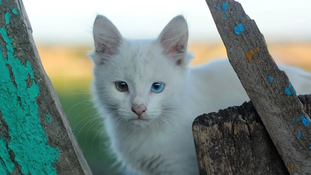 Turkish angora heterochromia