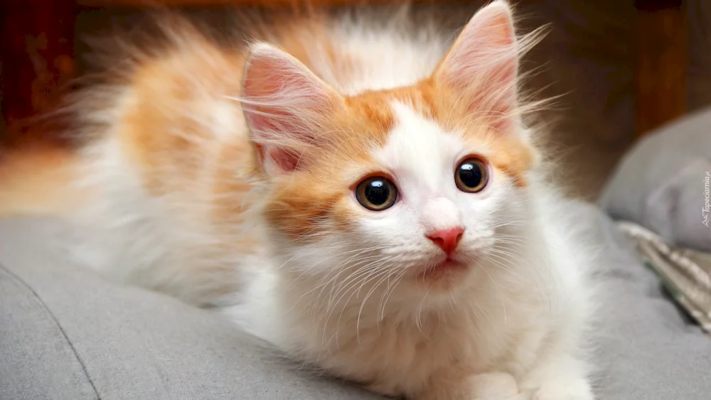 Turkish Van smooth-haired