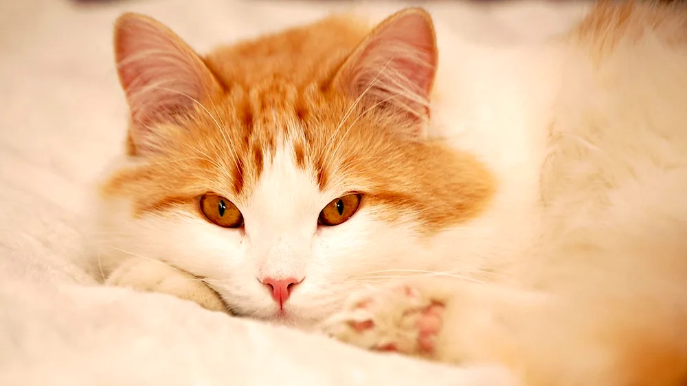 Turkish Van shorthair red and white