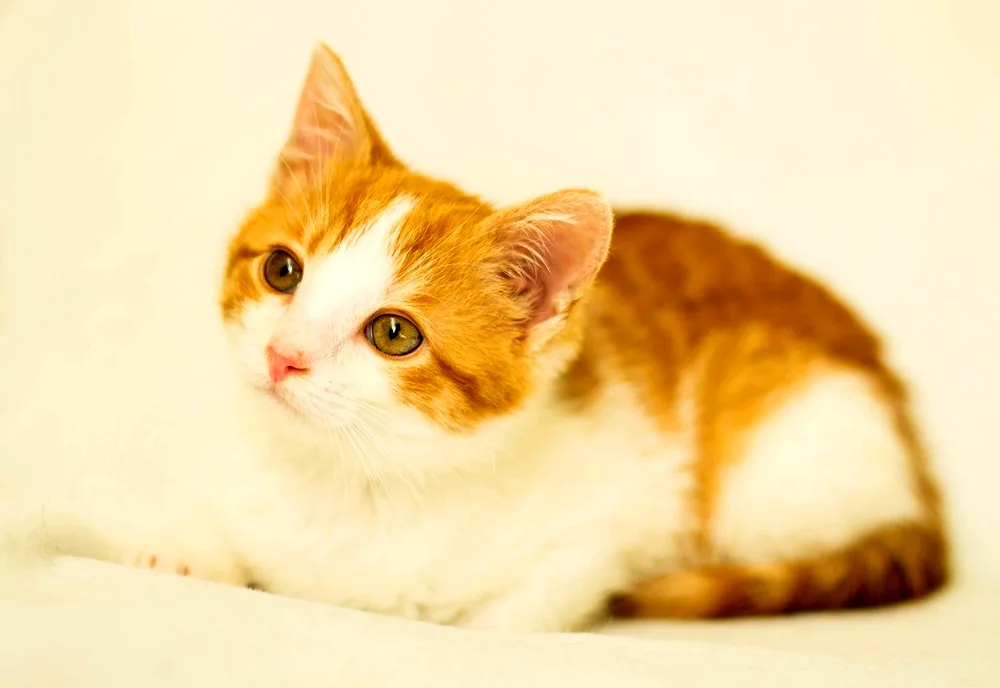 Turkish Van short-haired red and white