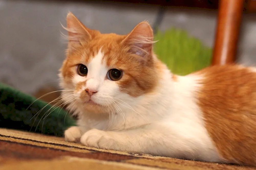 Turkish Van cat