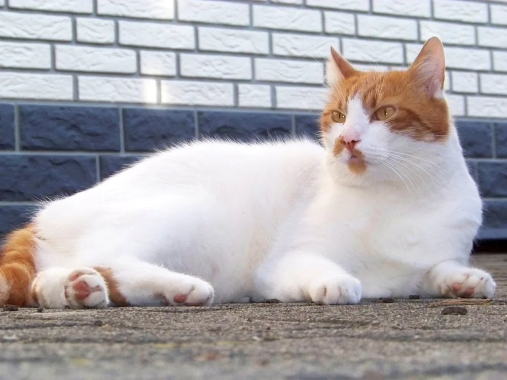 Turkish Van cat Van cat