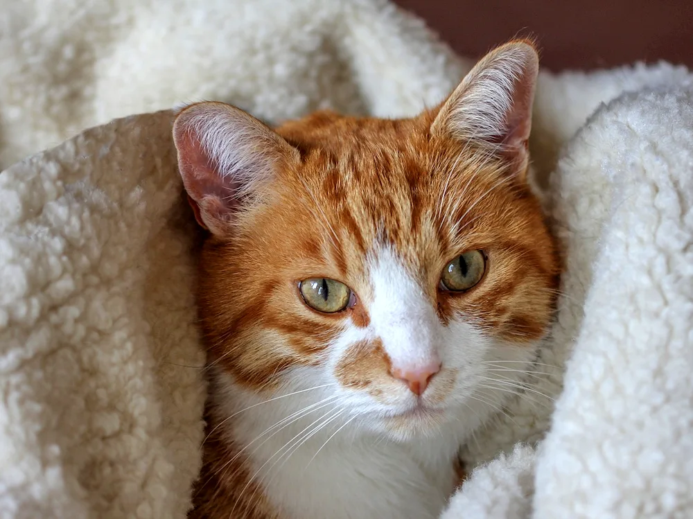 Turkish Van cat red smooth-haired