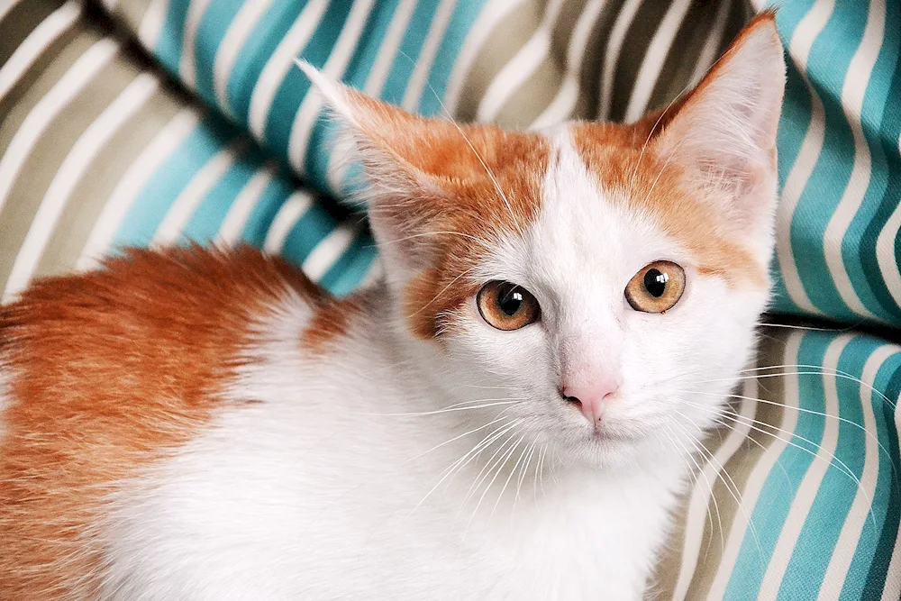 Turkish Van ginger smooth-haired