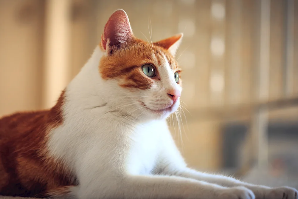 Turkish Van red smooth-haired