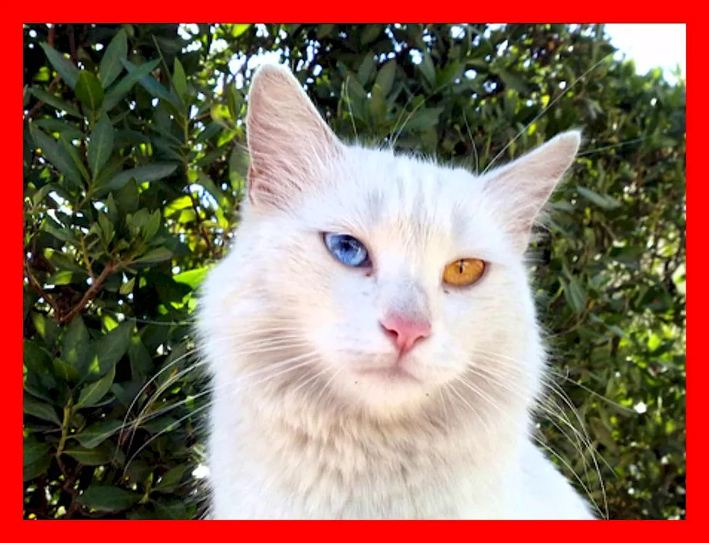 Turkish Van cat