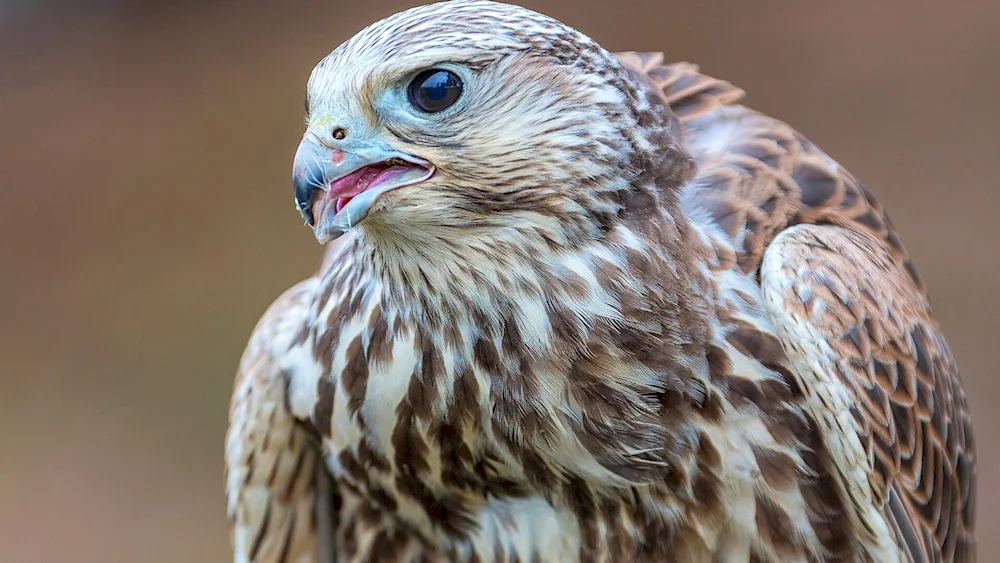 Turkestan saker falcon