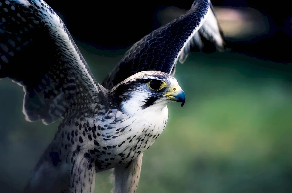 Peregrine Falcon bird