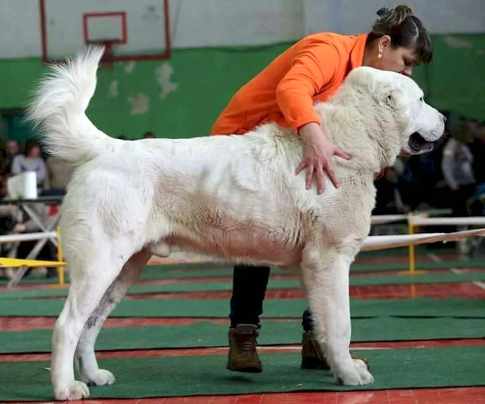 Tibetan mastiff