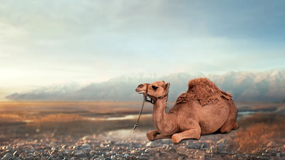 Turkmen Arwana - one-humped camel