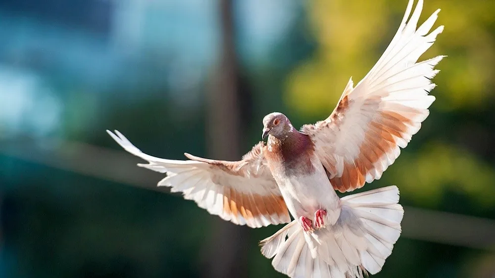 Birds in flight