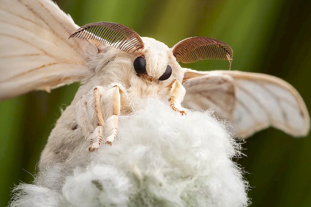 Bogonga moth