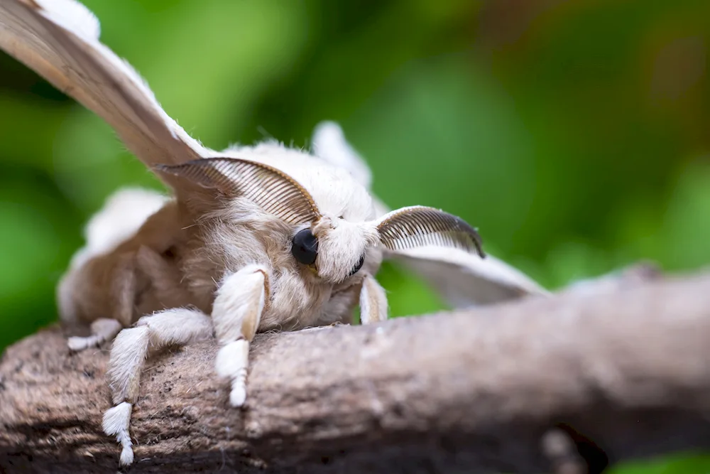 Venezuelan poodle moth