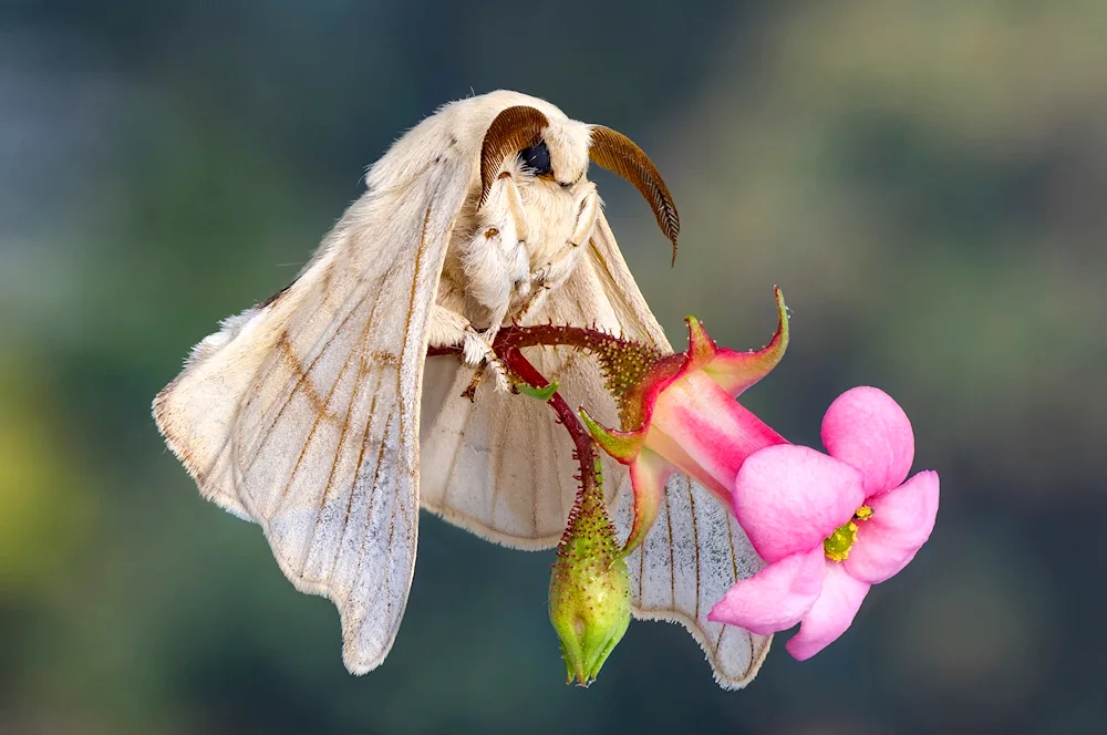 Venezuelan poodle moth