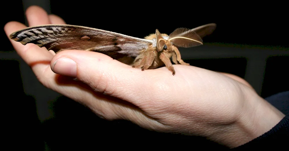 Willow's bollworm