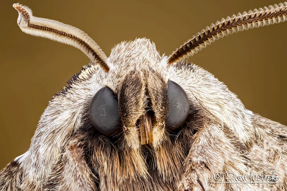 Tooth silkworm moth