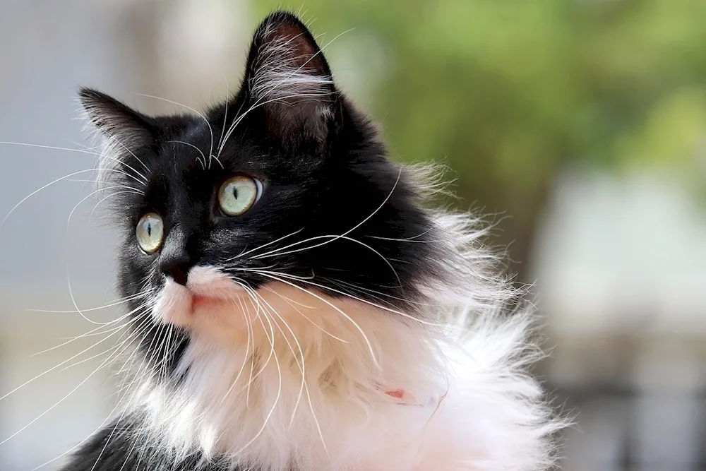 Tuxedo cat breed