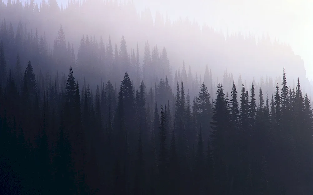 Twin Peaks forest