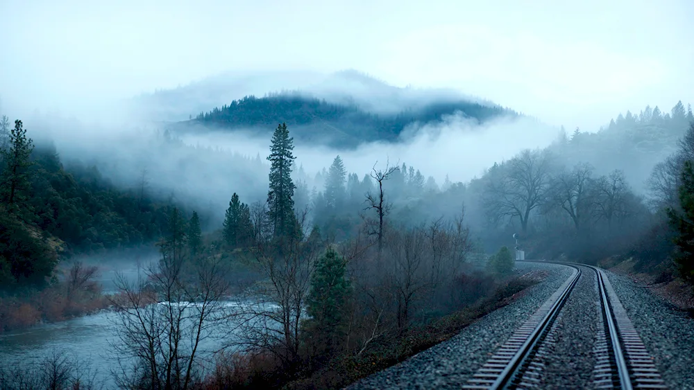 Foggy forest 4k