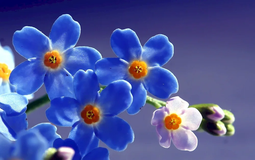 Nezabudka alpine Myosotis alpestris