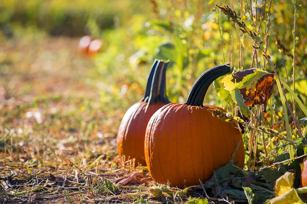 Autumn vegetable garden