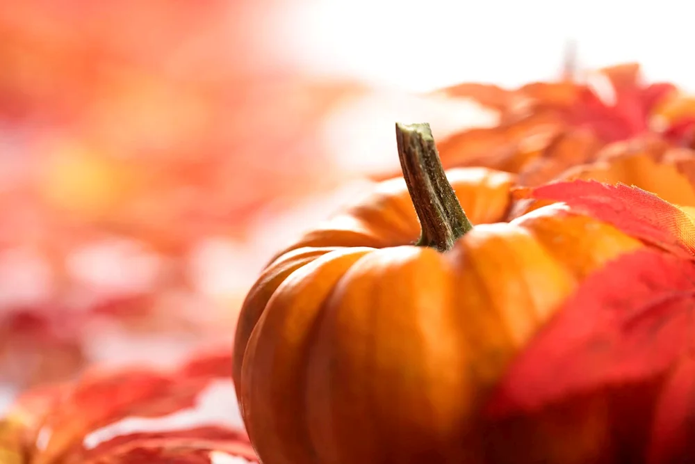 Pumpkin