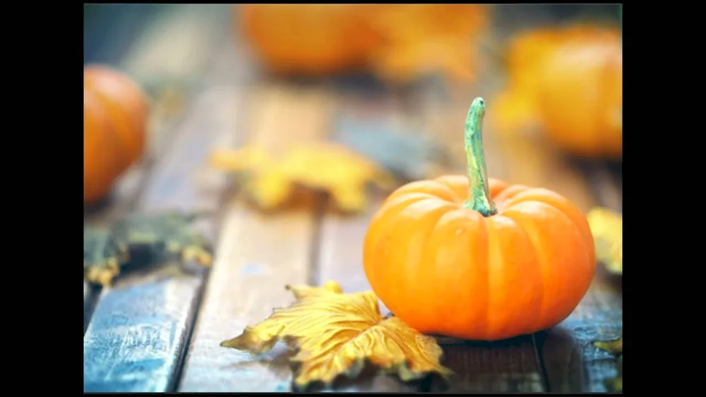 Autumn pumpkin