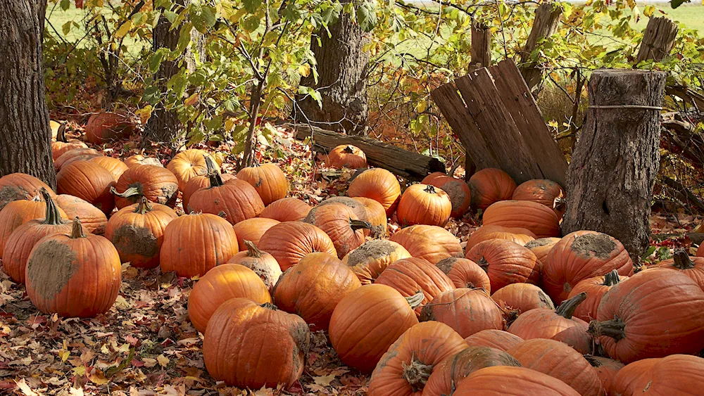 Autumn pumpkin