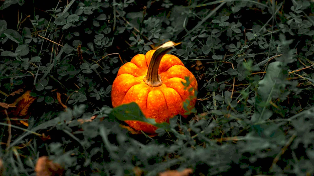 Pumpkin background