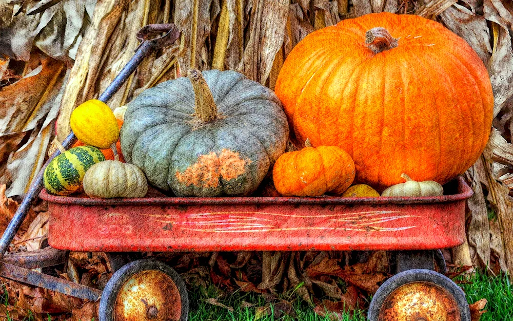 Pumpkin garlic