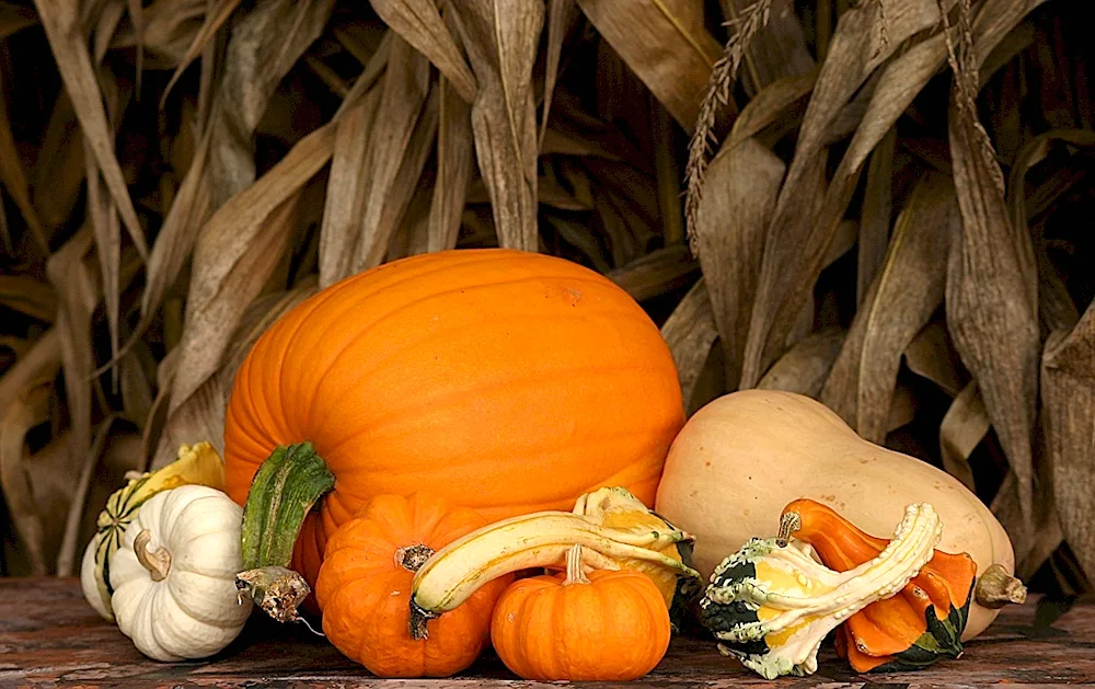 Pumpkin