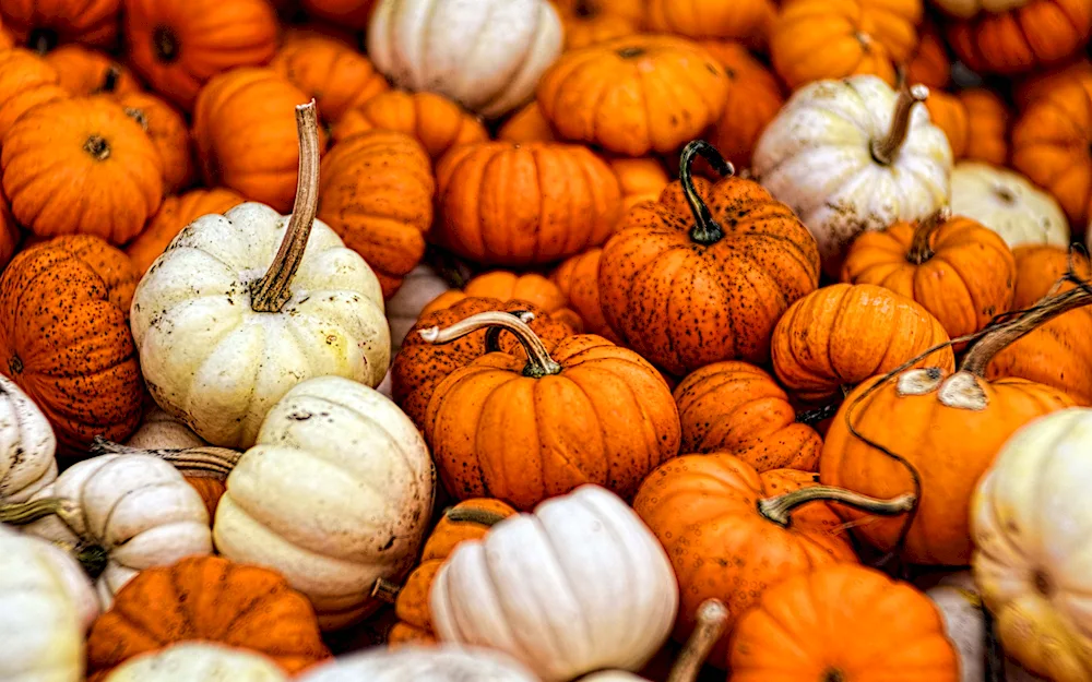 Pumpkin