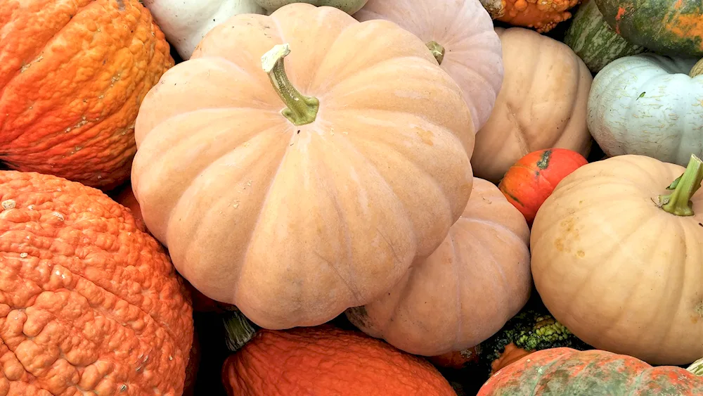 Pumpkin