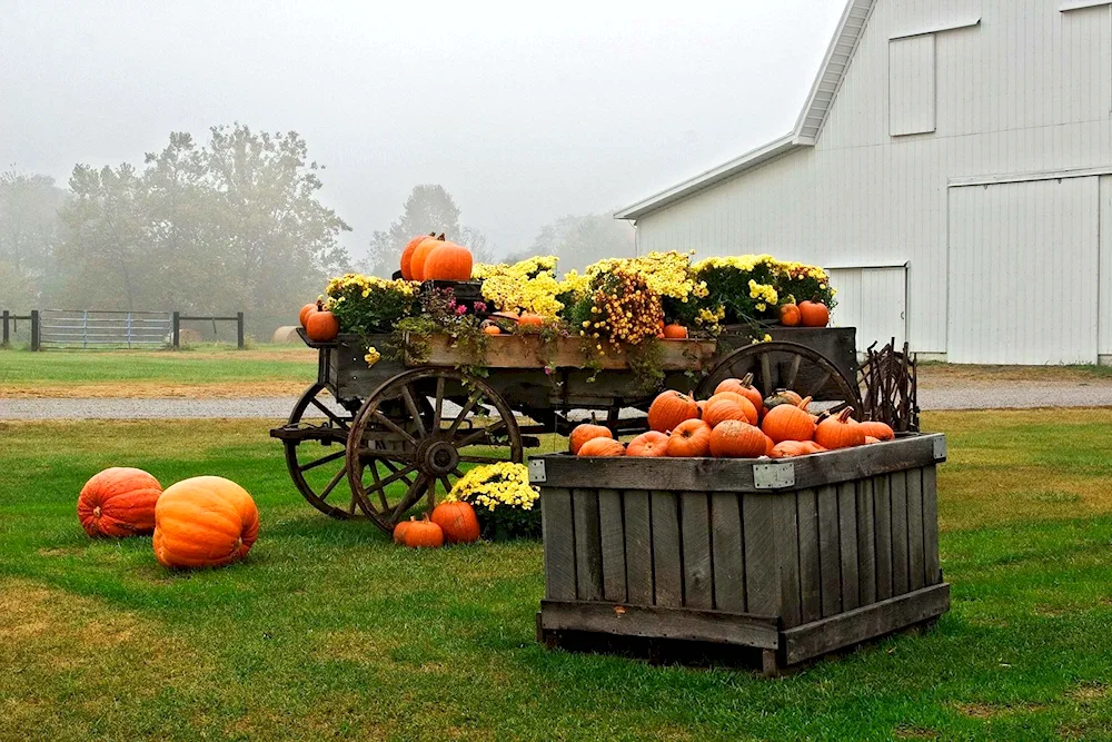 Fango ornamental pumpkin