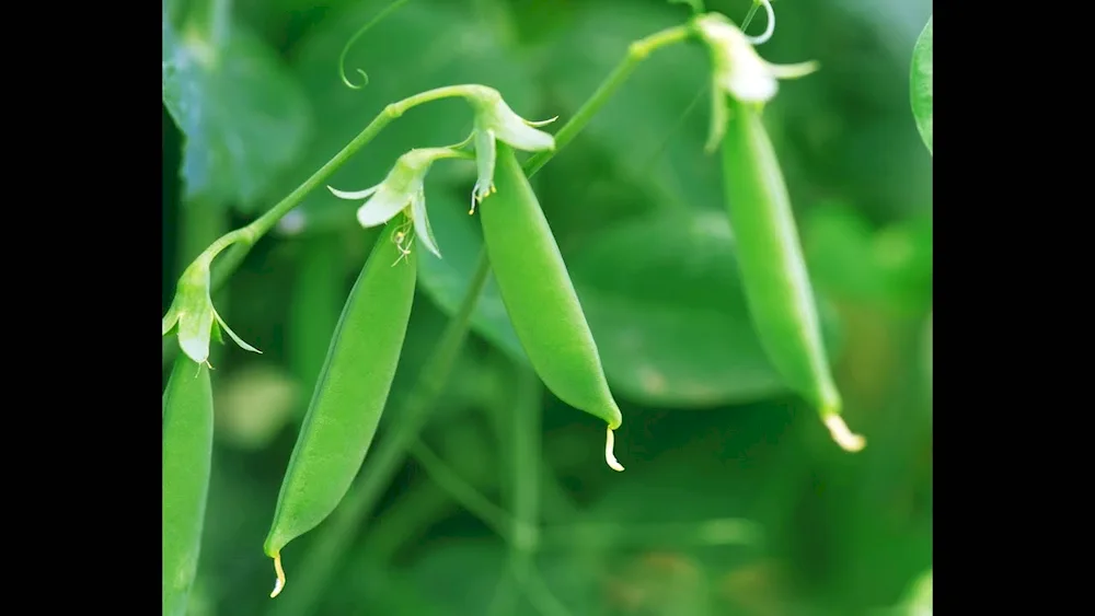 The pea pod fruit