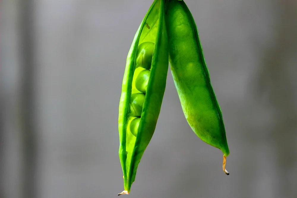 The pea pod fruit