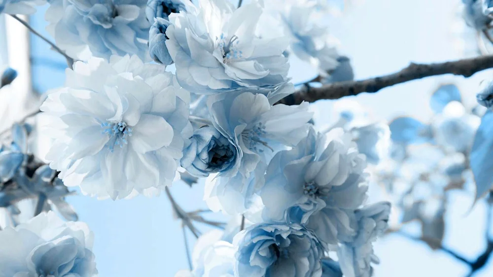 White flowers