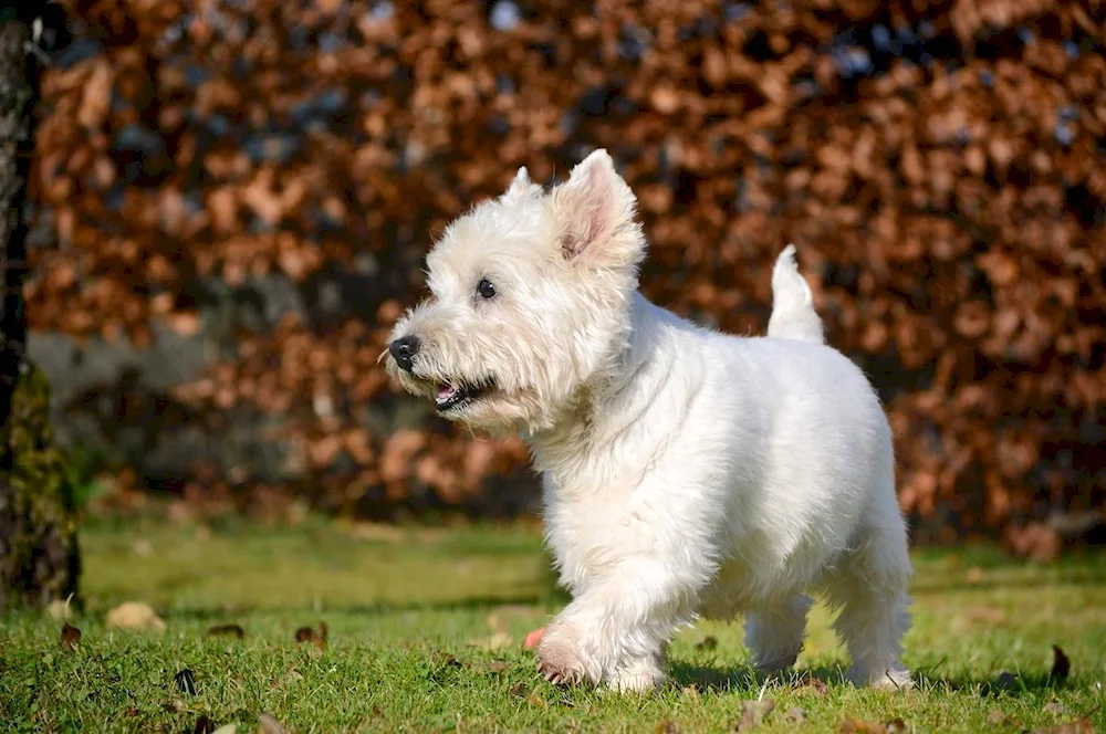 White Norwich Terrier