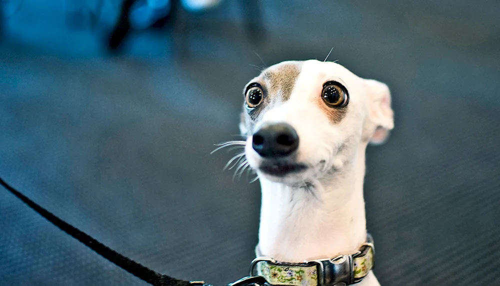 Elke Vogelsang