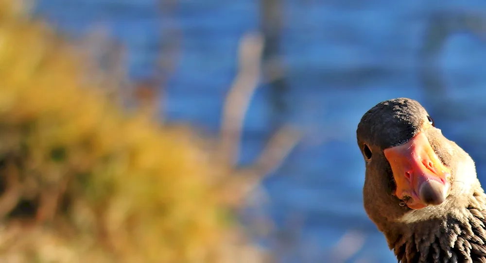 Surprised goose