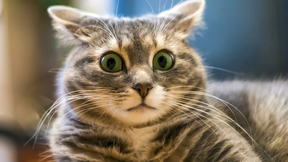 Surprised cat