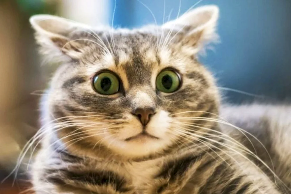 Surprised cat