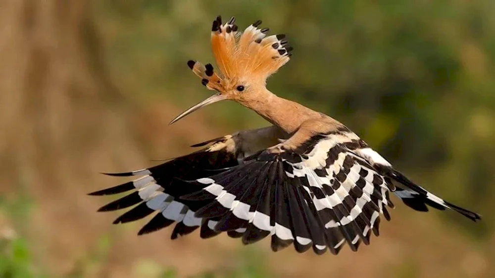 Crested whistler