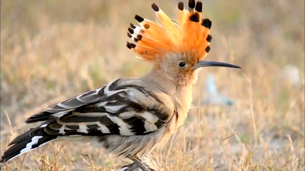 Steppe hoopoe