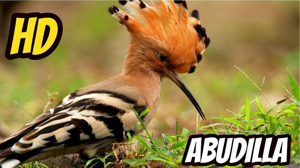 Steppe hoopoe
