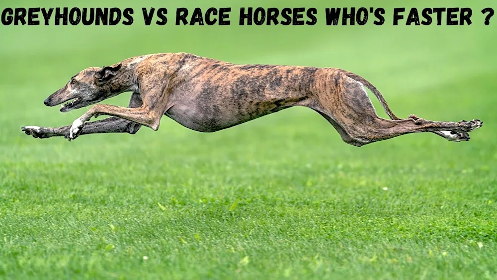 Whippet hound greyhound