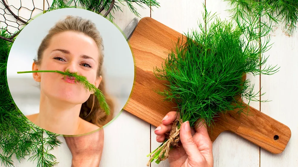 Parsley dill cilantro basil