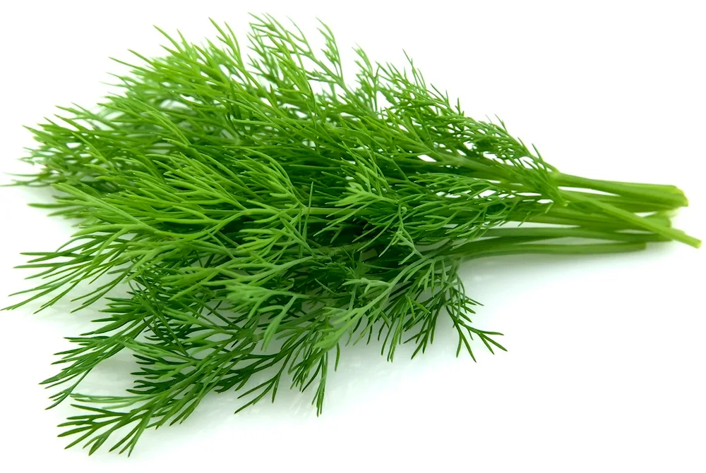 Dill 250g