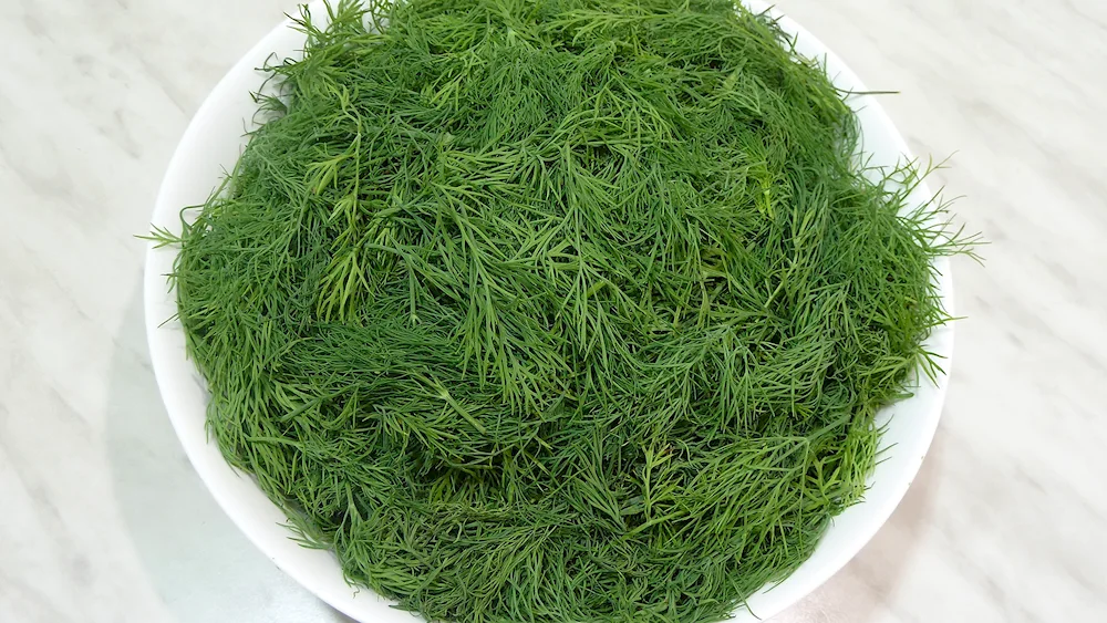Dill Stardust