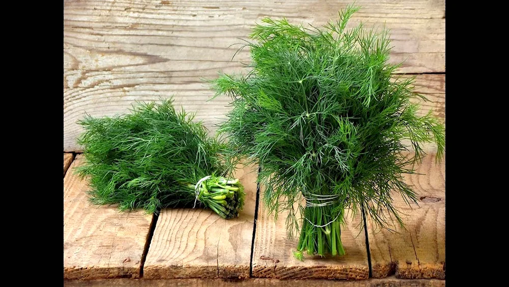 Dill Belmond